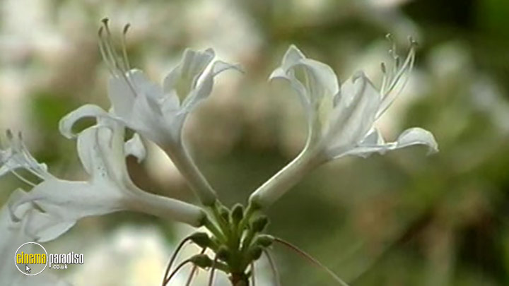 A still #2 from Discover America: Mariposa Grove (2008)