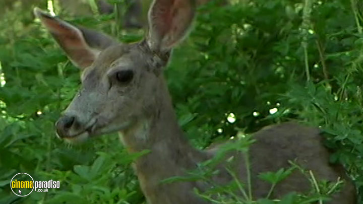 A still #3 from Discover America: Mariposa Grove (2008)