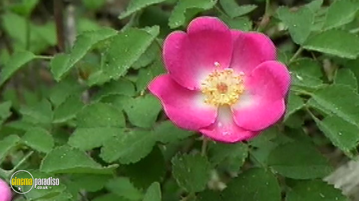A still #4 from Discover America: Mariposa Grove (2008)