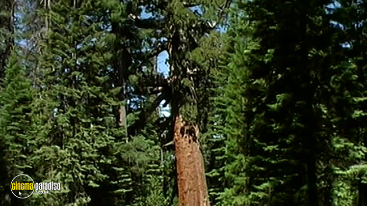 A still #5 from Discover America: Mariposa Grove (2008)