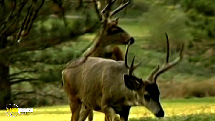 A still #5 from Learn to Speak: Animals (2013)