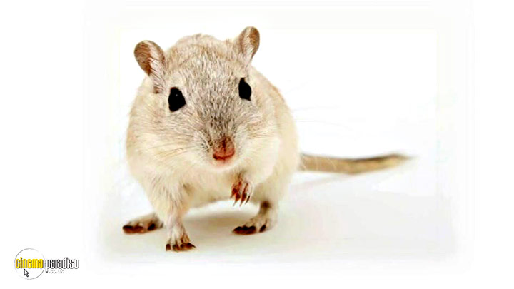 A still #10 from Learn to Speak: Animals (2013)