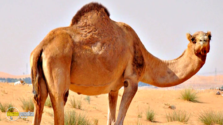 A still #16 from Learn to Speak: Animals (2013)