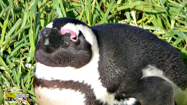 A still #18 from Learn to Speak: Animals (2013)