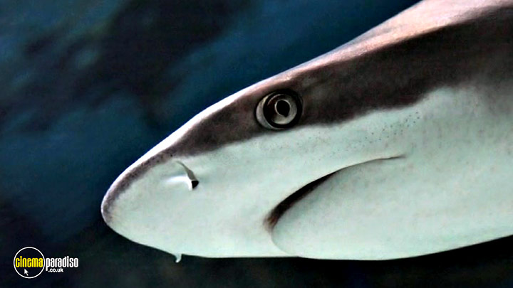 A still #20 from Learn to Speak: Animals (2013)