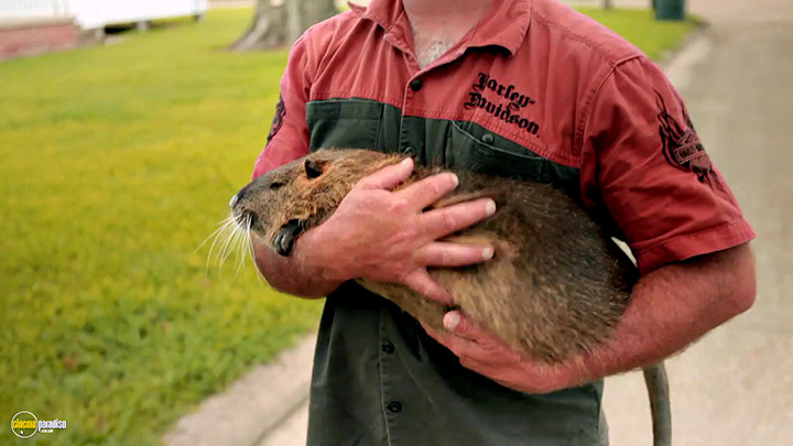 A still #3 from Rodents of Unusual Size (2017)