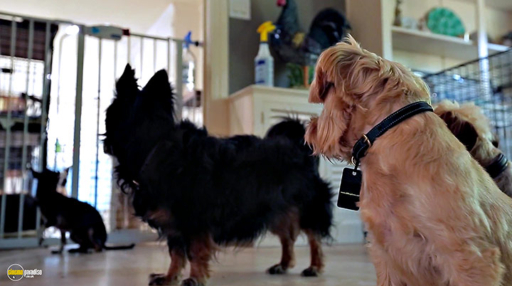 A still #2 from Life in the Doghouse (2018)