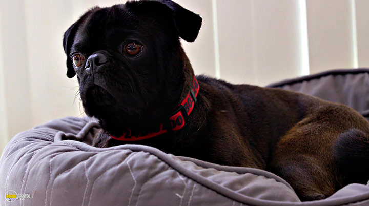 A still #17 from Life in the Doghouse (2018)
