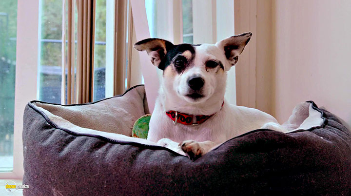 A still #16 from Life in the Doghouse (2018)