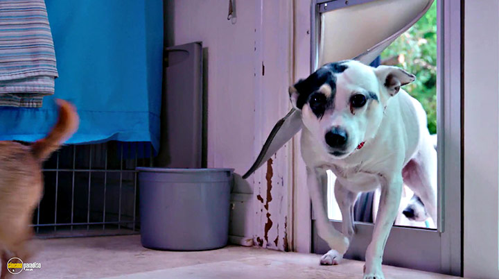A still #14 from Life in the Doghouse (2018)