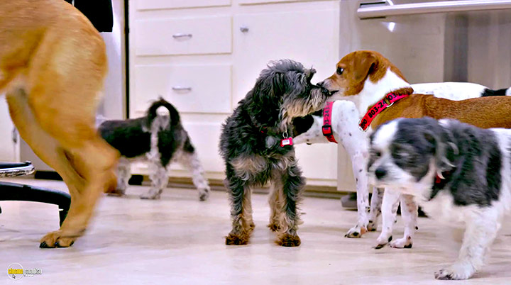 A still #13 from Life in the Doghouse (2018)