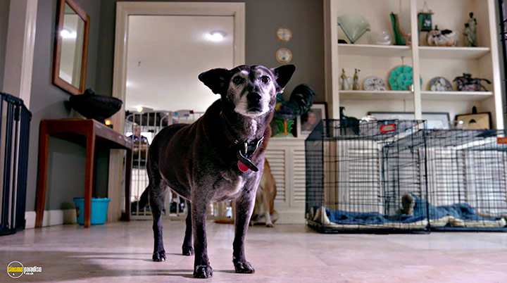 A still #10 from Life in the Doghouse (2018)
