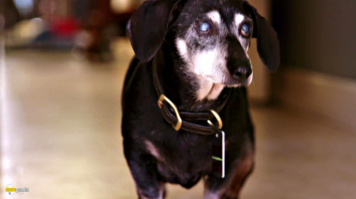 A still #9 from Life in the Doghouse (2018)