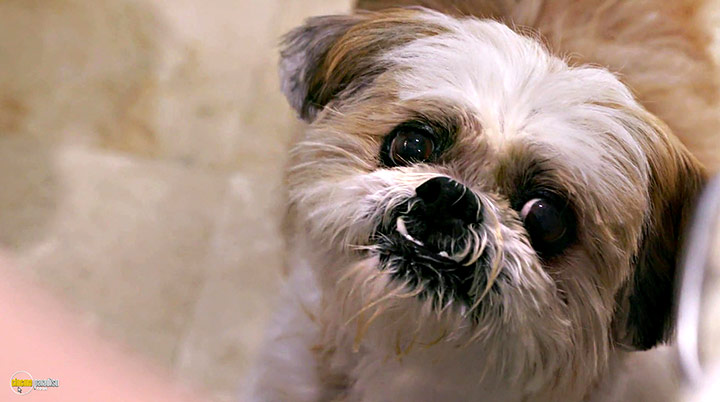 A still #7 from Life in the Doghouse (2018)