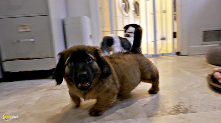 A still #6 from Life in the Doghouse (2018)
