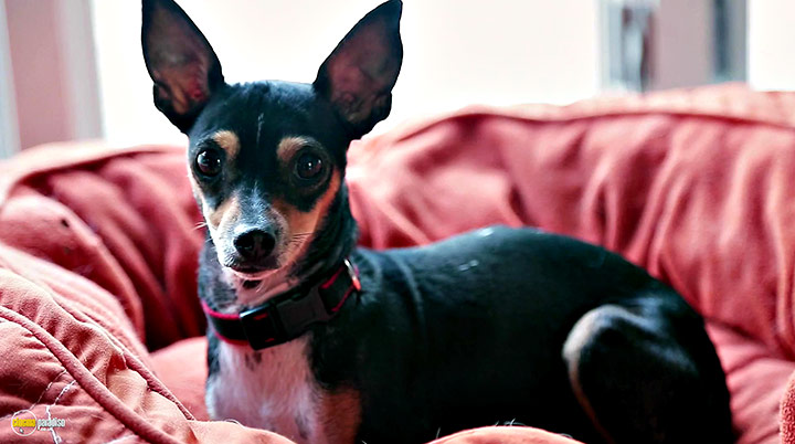 A still #5 from Life in the Doghouse (2018)