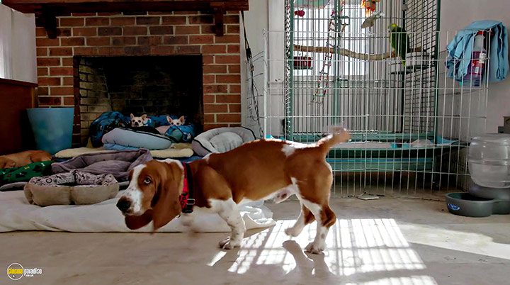 A still #3 from Life in the Doghouse (2018)