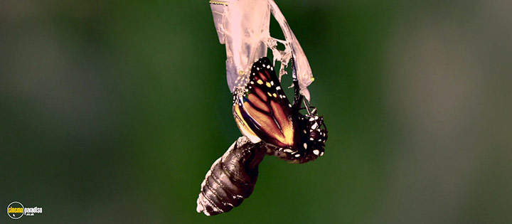 A still #24 from The Butterfly Tree (2017)