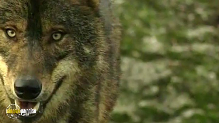 A still #1 from The Third Planet: The Last Iberian Wolves (2013)