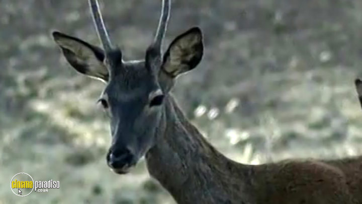 A still #3 from The Third Planet: The Last Iberian Wolves (2013)