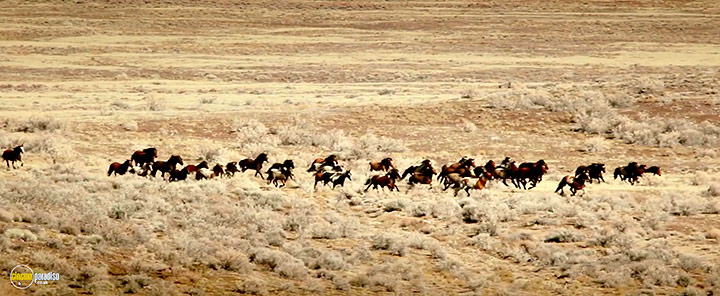 A still #10 from The Mustang (2019)