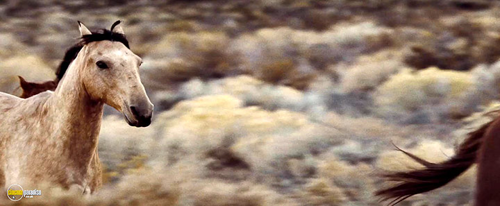 A still #4 from The Mustang (2019)