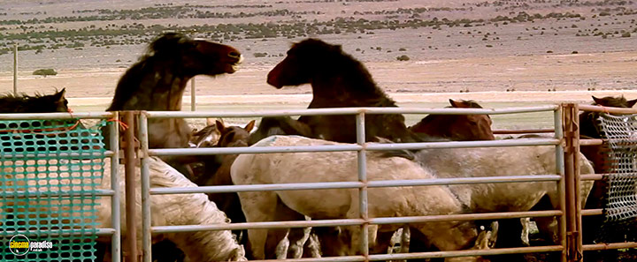 A still #8 from The Mustang (2019)