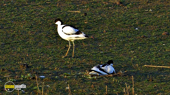 A still #21 from Birdwatching at RSPB Titchwell Marsh (2013)