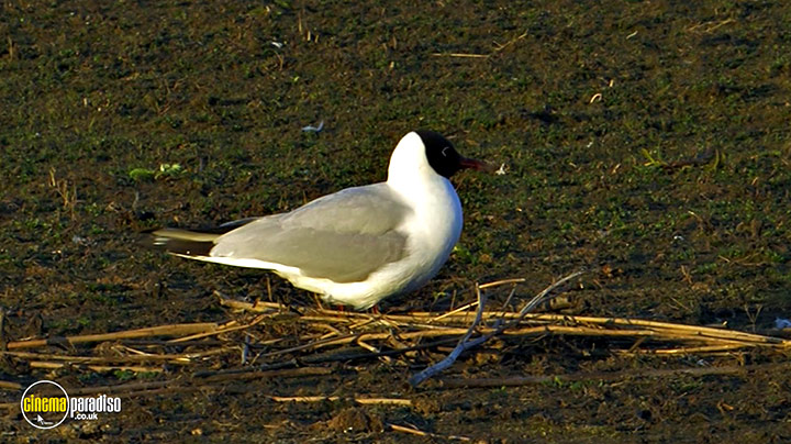 A still #11 from Birdwatching at RSPB Titchwell Marsh (2013)