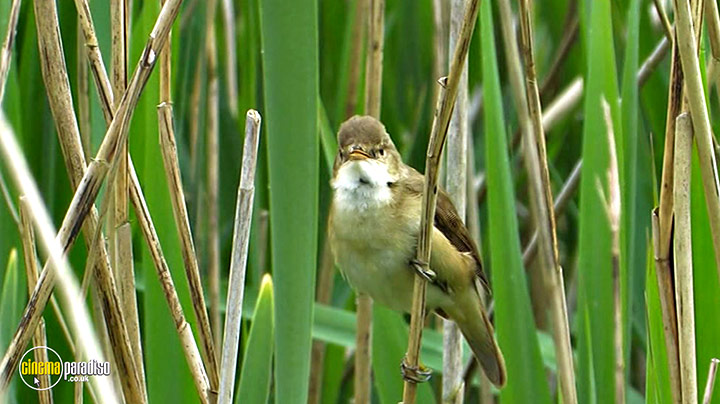 A still #20 from Birdwatching at RSPB Titchwell Marsh (2013)
