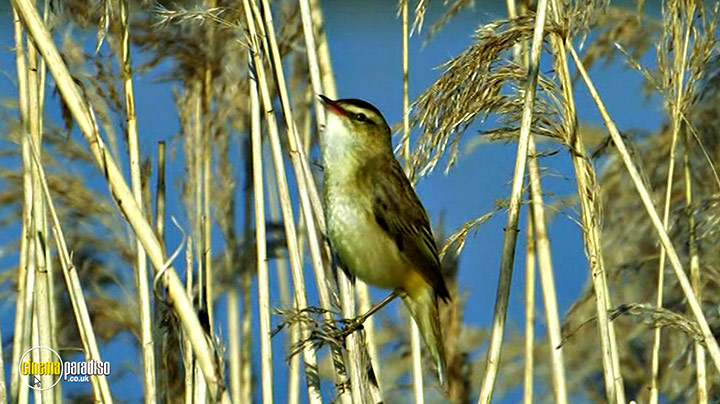 A still #9 from Birdwatching at RSPB Titchwell Marsh (2013)