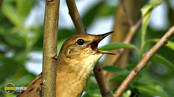 A still #18 from Birdwatching at RSPB Titchwell Marsh (2013)