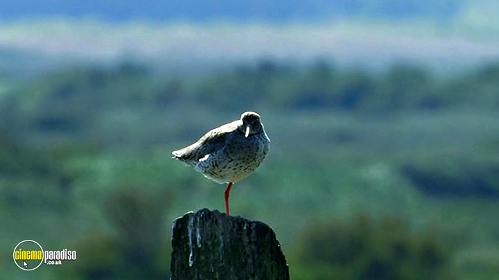 A still #17 from Birdwatching at RSPB Titchwell Marsh (2013)