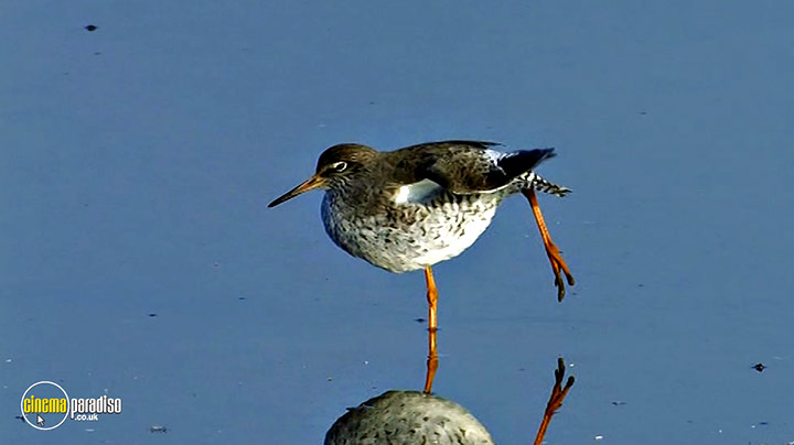 A still #16 from Birdwatching at RSPB Titchwell Marsh (2013)