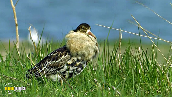 A still #4 from Birdwatching at RSPB Titchwell Marsh (2013)