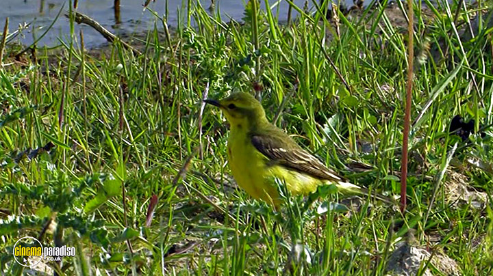A still #15 from Birdwatching at RSPB Titchwell Marsh (2013)
