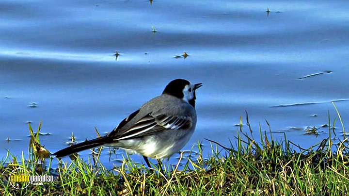 A still #6 from Birdwatching at RSPB Titchwell Marsh (2013)