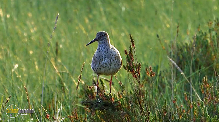 A still #1 from Birdwatching at RSPB Titchwell Marsh (2013)