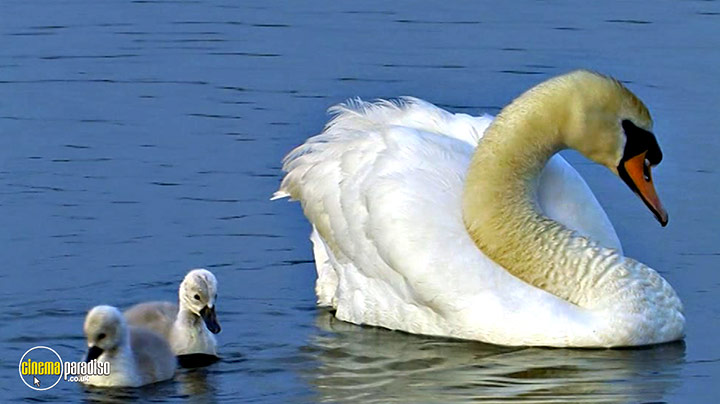 A still #3 from Birdwatching at RSPB Titchwell Marsh (2013)