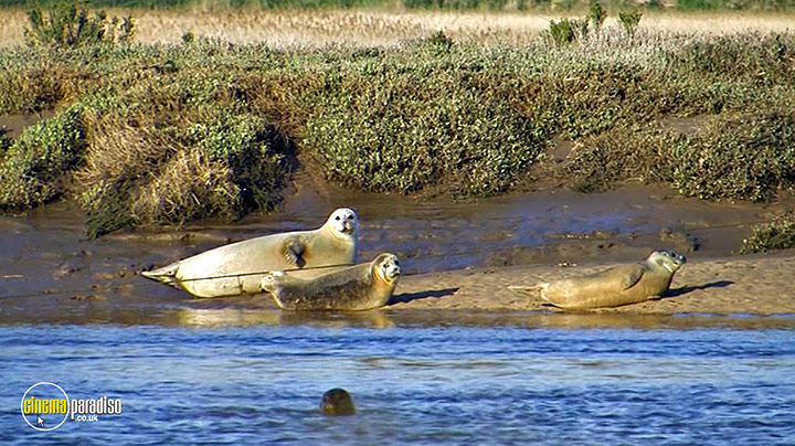 A still #14 from Birdwatching at RSPB Titchwell Marsh (2013)