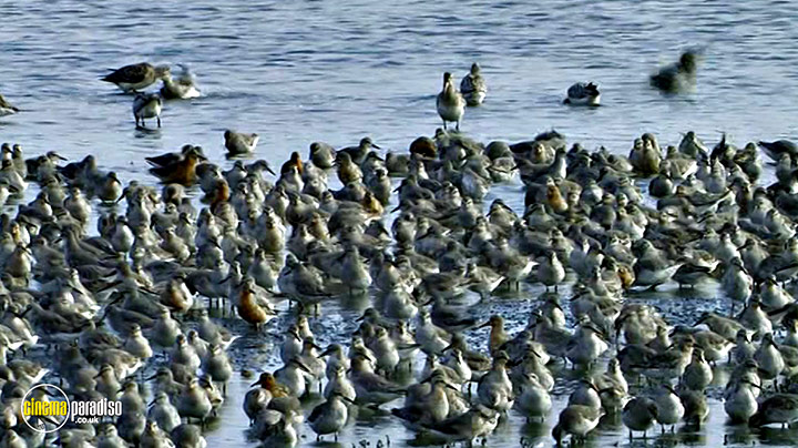 A still #13 from Birdwatching at RSPB Titchwell Marsh (2013)