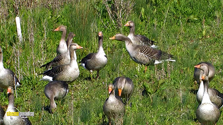 A still #12 from Birdwatching at RSPB Titchwell Marsh (2013)