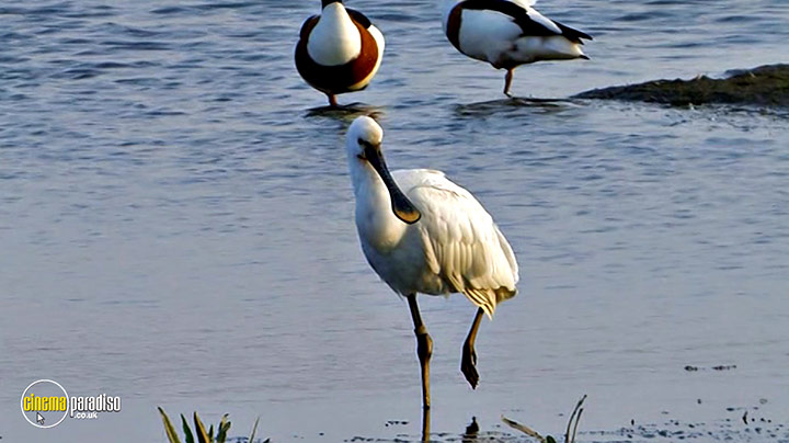 A still #2 from Birdwatching at RSPB Titchwell Marsh (2013)