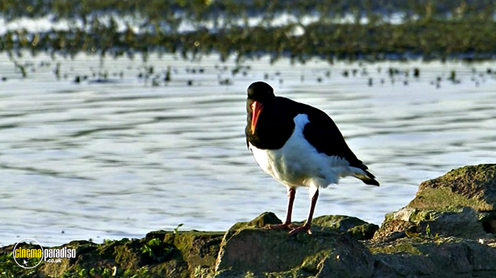 A still #8 from Birdwatching at RSPB Titchwell Marsh (2013)