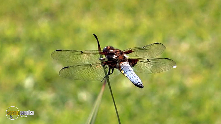 A still #7 from Birdwatching at RSPB Titchwell Marsh (2013)