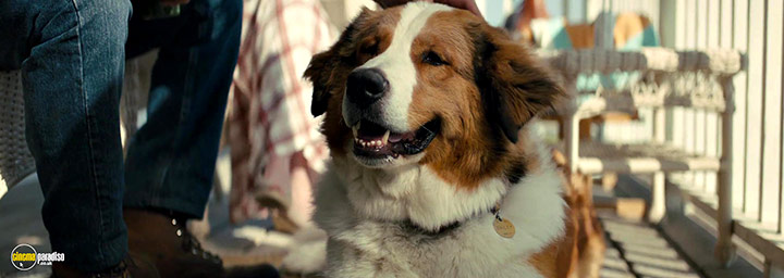 A still #13 from A Dog's Journey (2019)