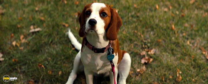 A still #7 from A Dog's Journey (2019)
