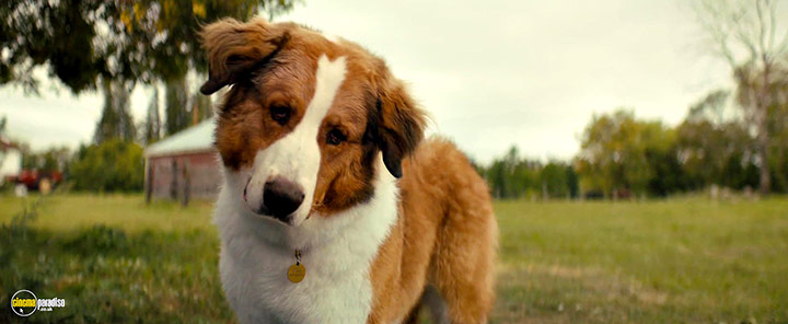 A still #1 from A Dog's Journey (2019)