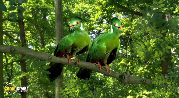 Cinema Paradiso 4K Blu-ray, Blu-ray & DVD Rental service