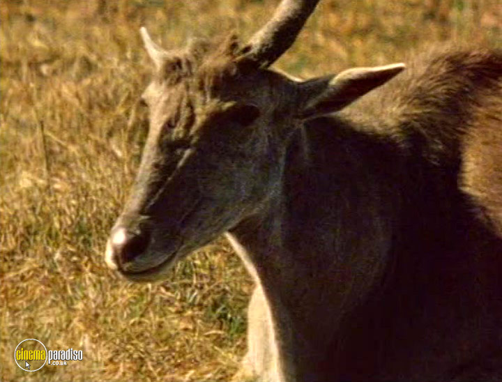 A still #21 from Wildlife: Secret Animals of Africa (2005)